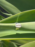 Cowrie Shell Ring - Wide Band