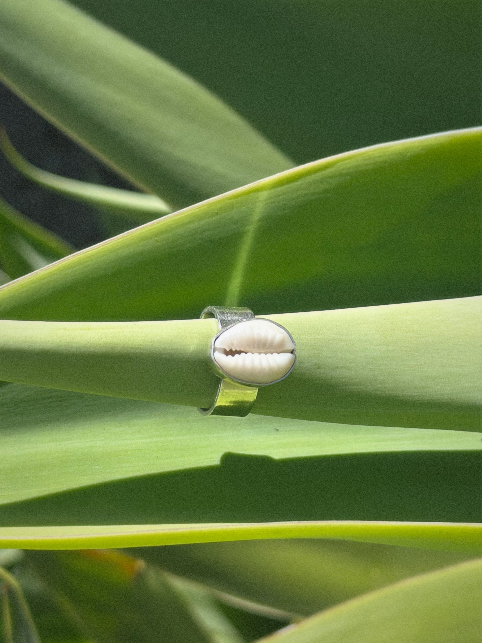 Cowrie Shell Ring - Wide Band
